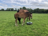 chunky-foal-outside-jpg