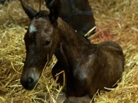 close-up-newborn-jpg