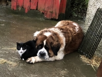 dog-and-cat-jpg