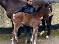 girl-and-foal-jpg