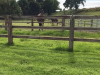 mare-and-foal-behind-fence-jpg