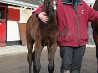 foal-in-yard-lr