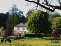 mares-and-foals-paddock-lr